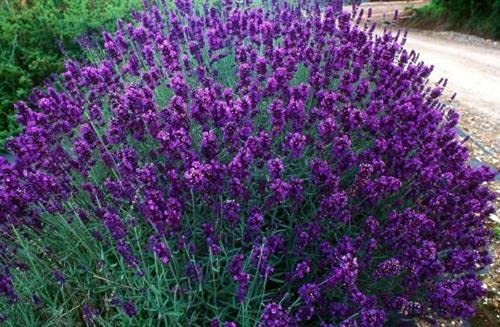 Buy4seeds 200 Seeds Lavender Lavendula ANGUSTIFOLIA HIDCOTE Blue Useful for Garden and Outdoor
