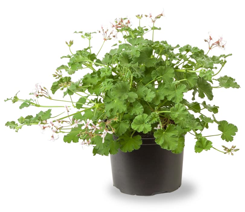 Geranio Antimosquitos Planta Aromática y Efectiva para Mantener a los Mosquitos Lejos