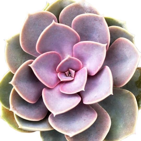 Echeveria 'Perle von Nurnberg', planta suculenta viva totalmente enraizada en macetas de 2 pulgadas con mezcla de tierra, planta de interior real