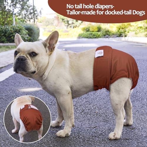 Image of CuteBone Washable Dog Diapers Female No Tail Hole 3 Pack Reusable Doggie Period Training Pants for Docked-Tail Frenchie French Bulldog Boston Terrier Without Tail WWD22L