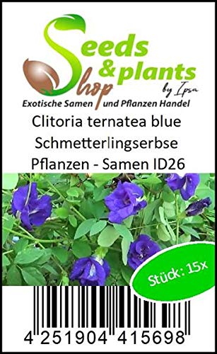 Seeds & Plants Shop by Ipsa Stk - 15x Clitoria ternatea blau Schmetterlingserbse Pflanzen - Samen ID26 - Seeds Plants Shop Samenbank Pfullingen Patrik Ipsa - Image 5
