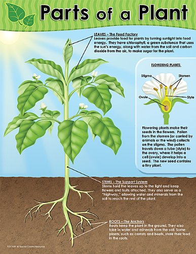 Teacher Created ResourcesParts of a Plant Chart, Multi Colo