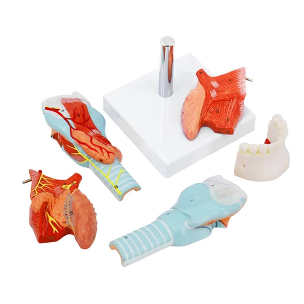 Model języka ludzkiego, anatomia modelu języka, medyczny model anatomii języka, narzędzie edukacyjne, pomoc w materiałach dydaktycznych
