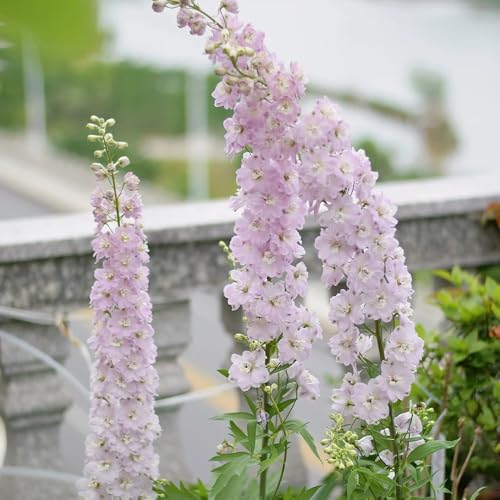 semillas resistentes de delphinium - jardín interior perenne variedades antiguas 550pcs