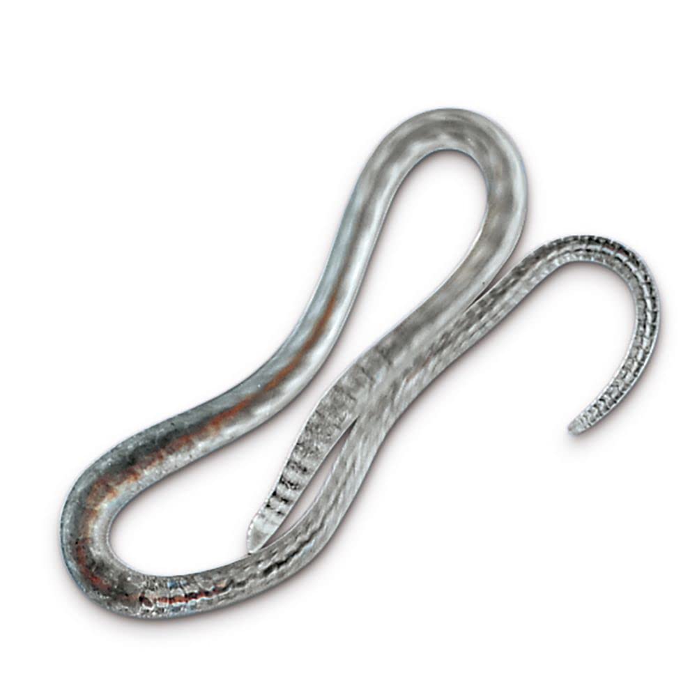 Lumbriculus Variegatus, Living, Culture