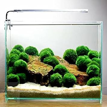 Marimo Moss Ball 3-4Cm Yosun Topu Canl  Bitki