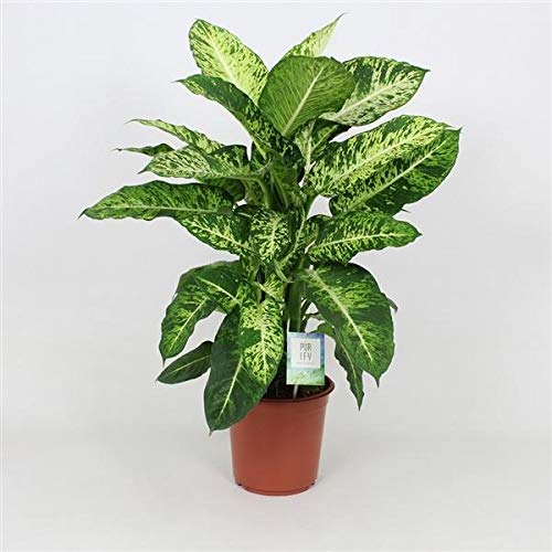 Dieffenbachie Mars - Zimmerpflanze 60-70 cm, Pflegeleichte Grnpflanze mit  dekorativen Blttern, Ideal fr Wohn- und Arbeitsrume, Luftreinigend &  Robust : Amazon.de: Garten