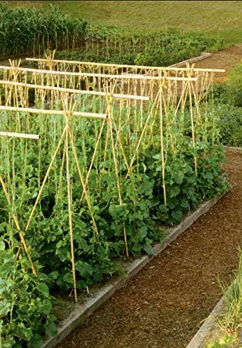 images Bamboo Sticks For Plant Support Online India hydrofarm hgbb6 6 natural pack of 25 bamboo stake 6 foot tan