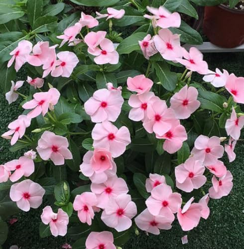 100PCS Dwarf Periwinkle Seeds Pink Vinca Rosea Delicata Flower Seeds Garden