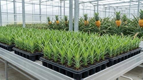 Pineapple Plants Elite Gold Includes Four (4) Plants