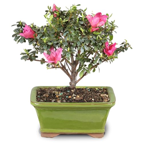Product Image of the Brussel's Bonsai - Live Satsuki Azalea Flowering Bonsai Tree in Ceramic Bonsai Pot, Outdoor Bonsai Tree Live Plant, 5 Years Old, 5-8 Inches Tall, Easy Care Plant for Patio Garden (Small)