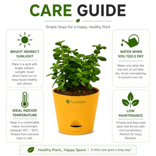 Image of Jade Plant with Pot | Live Jade Plant for Home Decor | Indoor Plant for Home & Office Desk | Lucky Zed Plant | Air Purifying Table Plant Gift