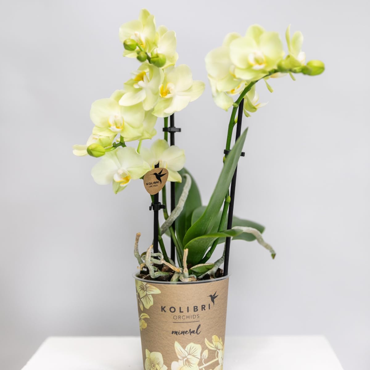 KOLIBRI Orchids | gelbe Phalaenopsis-Orchidee - 34cm hoch - Topfgröße Ø9cm|blühende Zimmerpflanze - frisch vom Züchter, Grün
