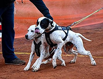 Non-Stop Zuggeschirr FREEMOTION Harness Brustgeschirr schwarz für Hunde Größe 4