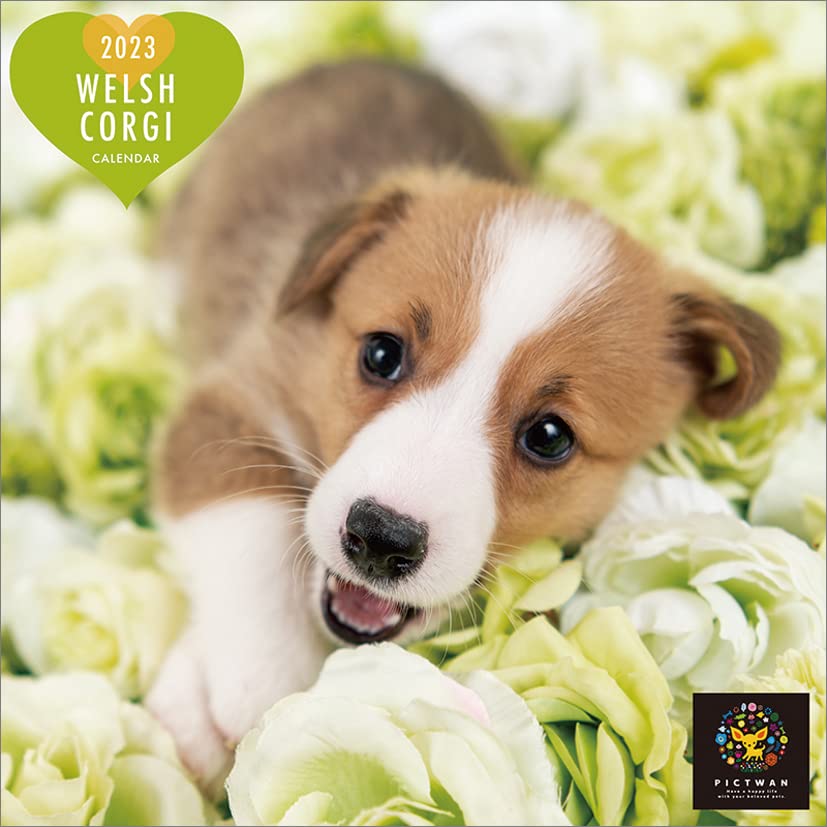 Interzoo Clinic Club CL23-1244 Welsh Corgi 2023 Calendar, White