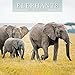 Produktbild ELEPHANTS 2023 SQUARE WALL CALENDAR