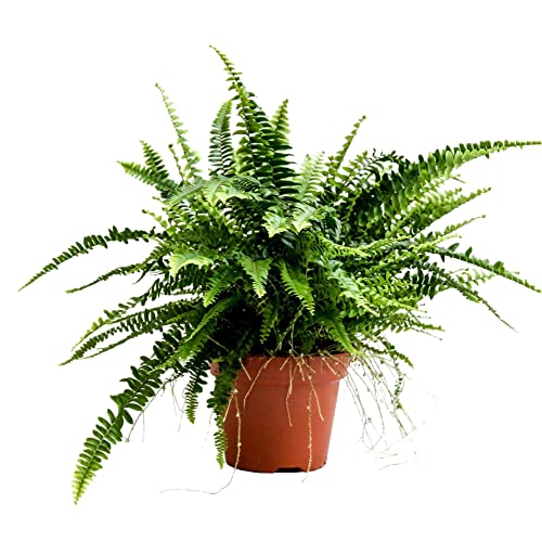 Helecho Planta Purificadora del Aire Natural Planta Verde muy Resistente