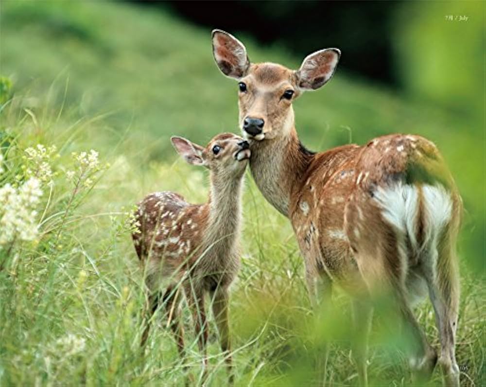 A deer / 鹿 Sika Deer | TheHunter: Call of the Wild Wiki | Fandom