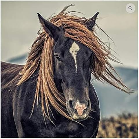 Tack Shack of Ocala Horse Print Canvas, Horse Canvas, Horse-themed Wall Art, Wall Art, Canvas (Wild Mustang) Cover