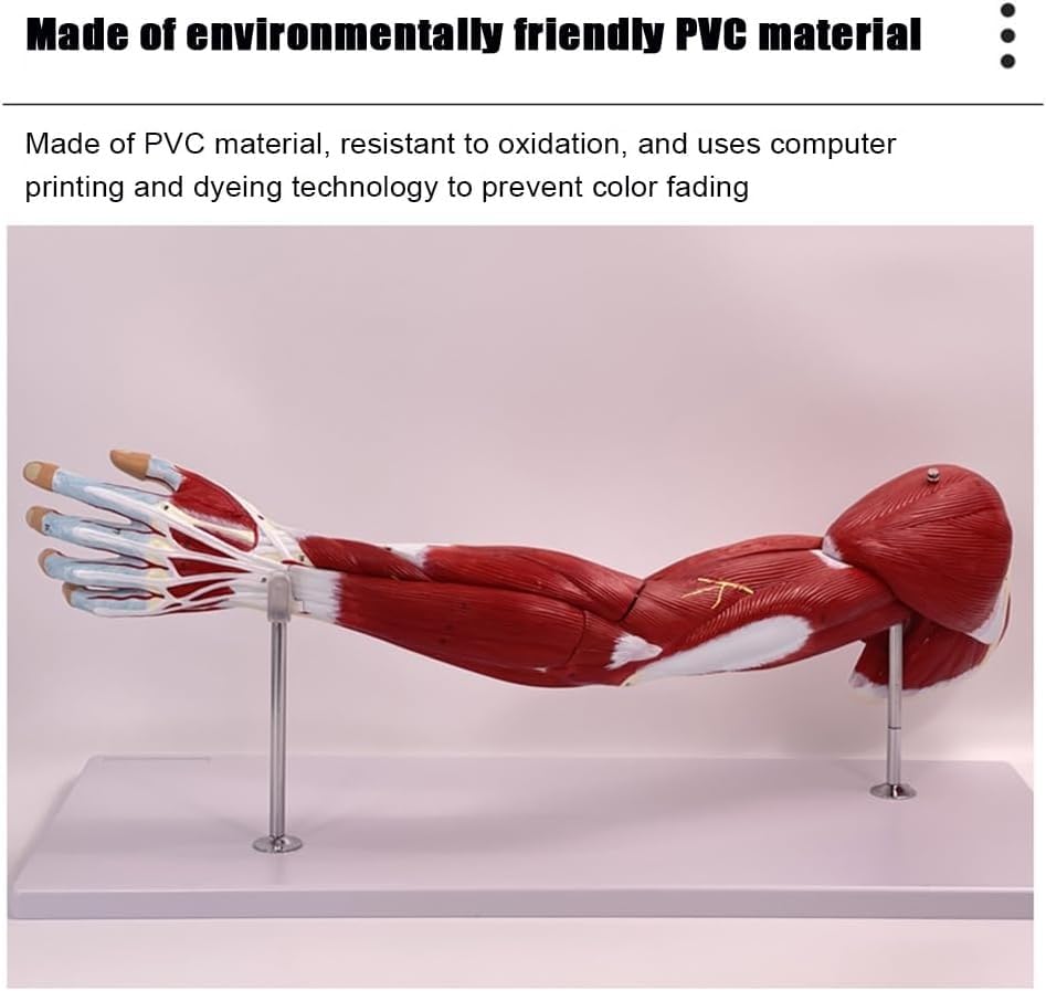 76cm Human Arm Muscle Anatomical Model, Life Size Upper Limb Muscle Anatomy Model, Shows Superficial and Deep Muscles, Tendons, Blood Vessels, Nerves, for Medical Study
