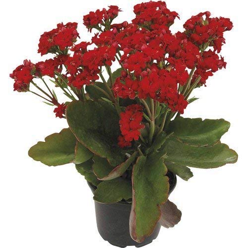 See full amazon price history chart for Delorea Kalanchoe Red Double Live Plant Delorea Kalanchoe Red Double Live Plant (B093C6832B) Amazon Price History, Amazon Price Tracker