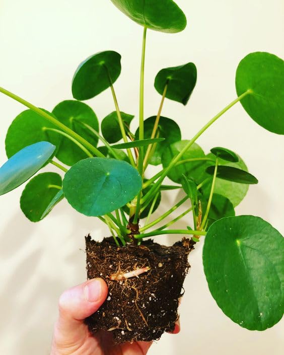 Rare Live Chinese Money Plant For Decoration, Pilea Peperomioides Indoor Live Plant (pack of 1 With Black) (B0CY97BYWK) Amazon Price History, Amazon Price Tracker