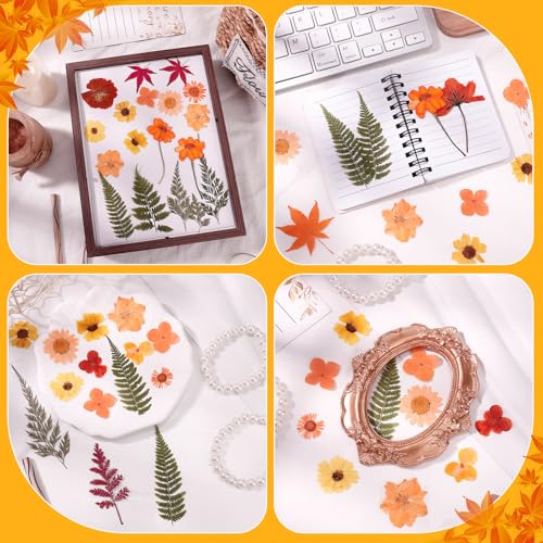 100 unidades flores secas prensadas para manualidades miniatura 5