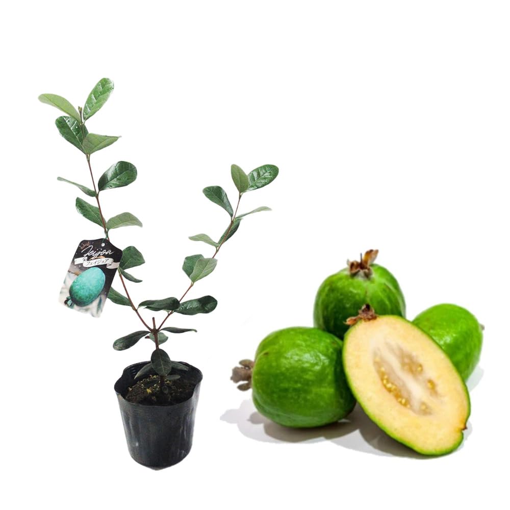 Amazon.co.jp: 【果樹苗】 フェイジョア 苗木 苗 実生株 10.5cmポット