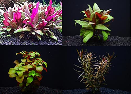 Amazon.co.jp: おまかせ赤系水草セット3 無農薬 無害虫 二酸化炭素なし 