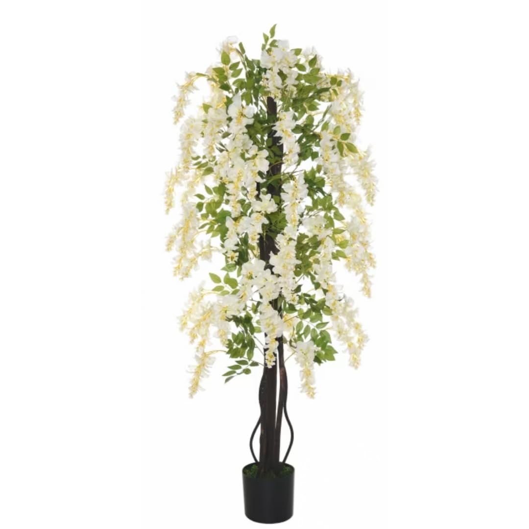 Vivaio Garden Forest Wisteria Floribunda “Longissima Alba”, Glicine Bianco, Pianta Rampicante Fiori, Fiori profumati, Pergolati, Balconi, Coltivazione in vaso, Pianta vera