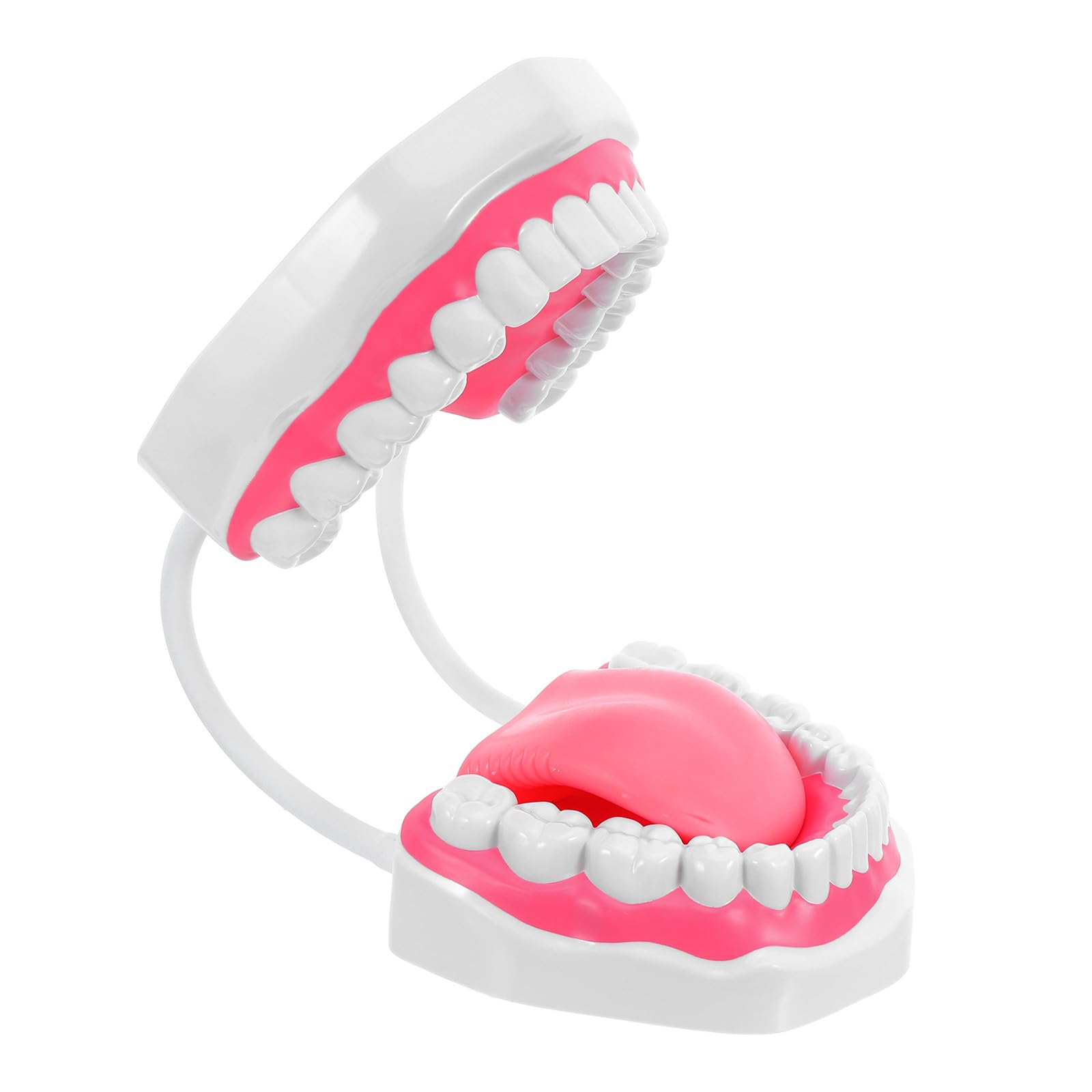 Modello Didattico per L'odontoiatria: 6 Volte La Struttura Dei Denti Umani - Prodotti per L'igiene Orale con Denti in Plastica per L'apprendimento E La Pulizia Degli Strumenti