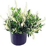 Clethra aln. 'Hummingbird' (Summersweet) Shrub, white flowers, #3 - Size Container