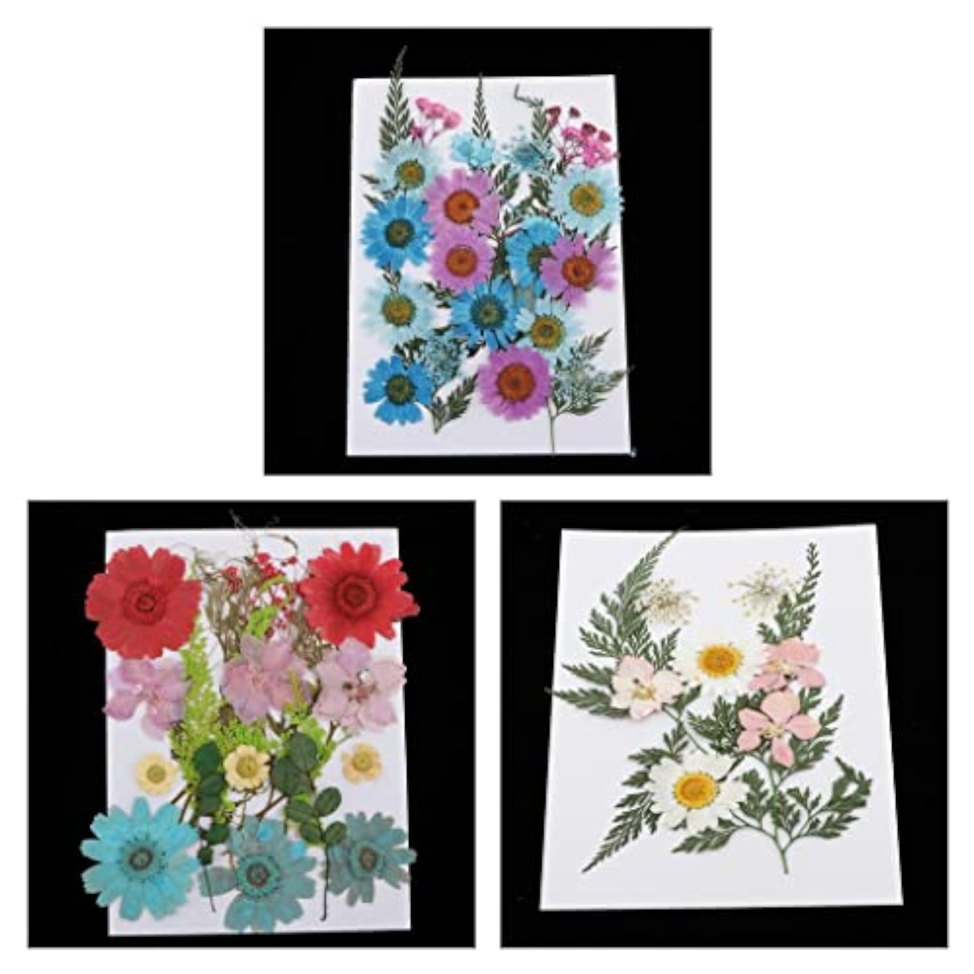 Pressed Leaves Natural Dried Flowers for Scrapbooking Cards