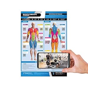 Spiergroepen & Oefeningen | Anterior & Posterior Spieren & Oefeningen | Gelamineerde Thuis & Gym Poster | GRATIS Online Video Training Ondersteuning | Grootte – 594mm x 420mm (A2) | Verbetert de persoonlijke fitness