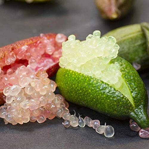 フィンガーライム：コレット4.5-5号ポット の通販 | 園芸ネット