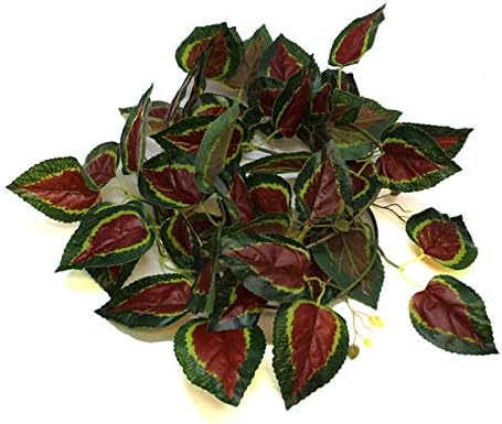 Pangea Leafy Vine – Red Coleus