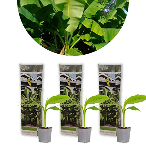 Bloomique - Lot de 3 - Musa Basjoo – Bananier rustique – Plantes de jardin – Rustique – 20-30 cm de haut – Pot 10,5 cm
