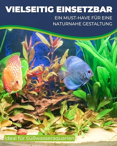 HOBBY Aquaristik Heteranthera I 34 cm I Naturgetreue Nachbildung I Versteckmöglichkeiten und Orientierungspunkte für die Revierbildung I Keine Beeinflussung der Wasserqualität