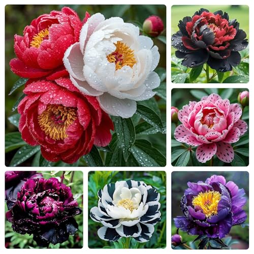 299Pcs Perennial Mixed Peony Seeds for Garden Planting -Peony Flower Seeds for Planting Four Seasons