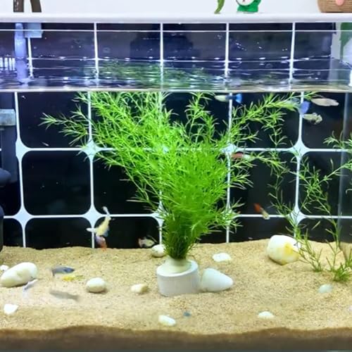 Image of 12 Pack Aquarium Plant Weights, Aquatic Plants Fixed Ring Set, Anti-Floating Ceramic Aquarium Plant Rings, Aquarium Landscape Decoration Fish Tank Accessories 1.8 x 1.3 Inch