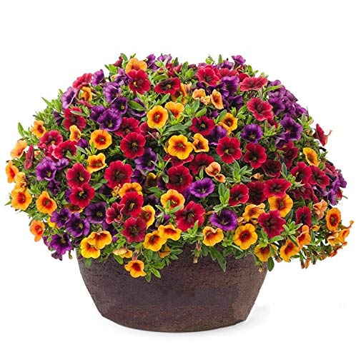 Portal Cool Acquista 3 ricevi 2 Gratis Calibrachoa Mix 100 szt. Semi Garden Volano Bonsai