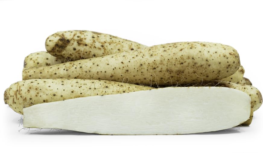 Fresh Nagaimo Japanese Mountain Yam Dioscorea Japonica Nagaimo Root, Perfect for Japanese recipes - Import from Japan (2 Pounds)