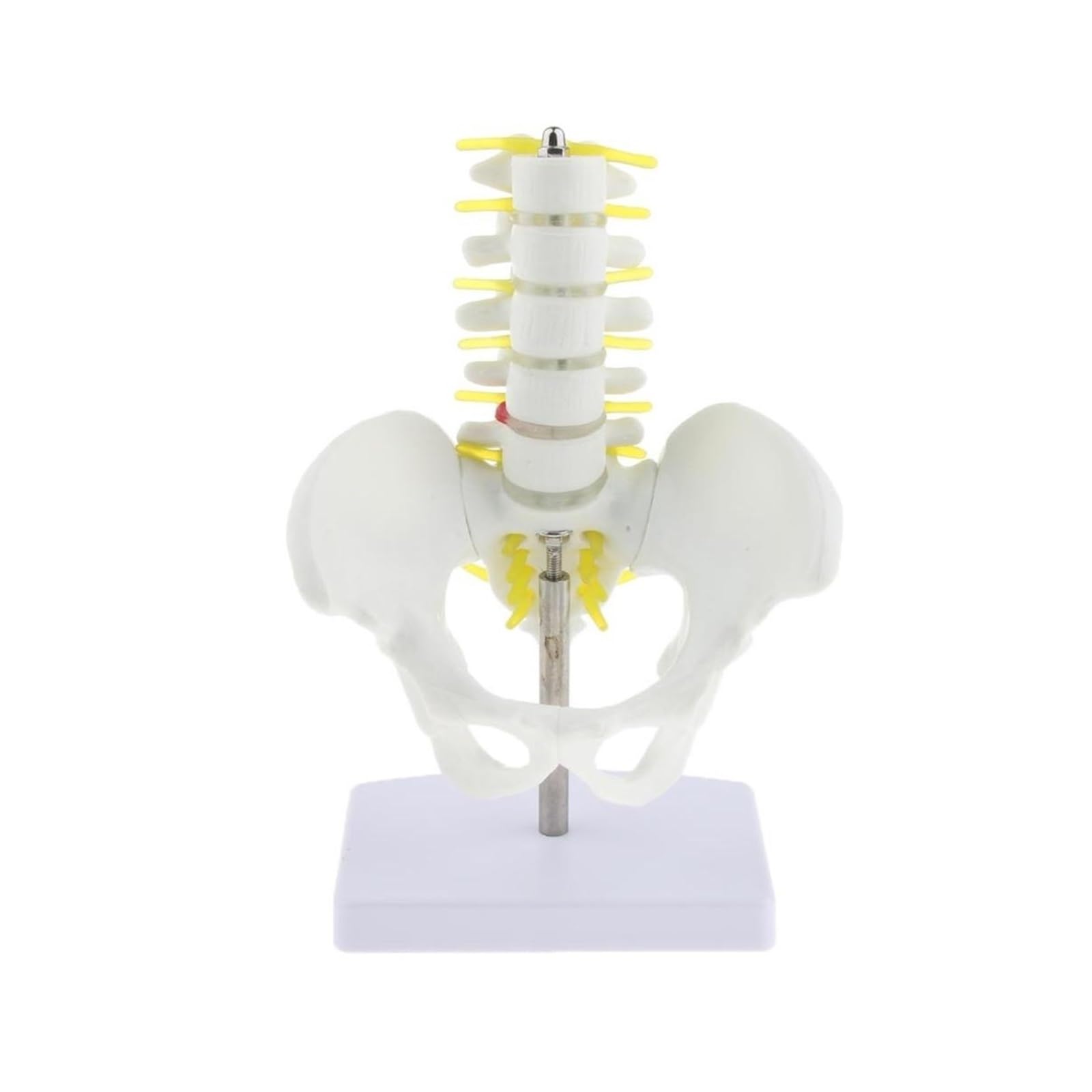 Mini miednica ludzka z 5 kręgami lędźwiowymi szkielet anatomiczny Model medyczne materiały dla studentów