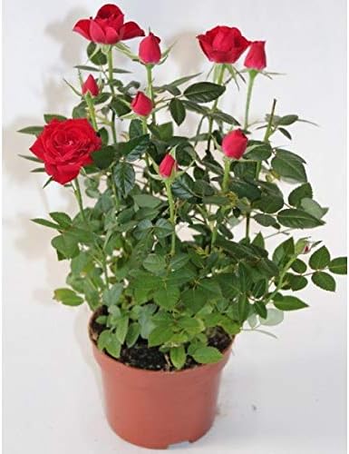 Rosal Miniatura Pitimini Blanco