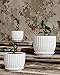Ton Sin White Plant Pots Set of 3,Indoor Ceramic Flower Pot with Saucers,6.7