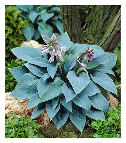 BALDUR Garten Riesen-Hosta blau 'Halcyon',2 Stück, riesige, blau...