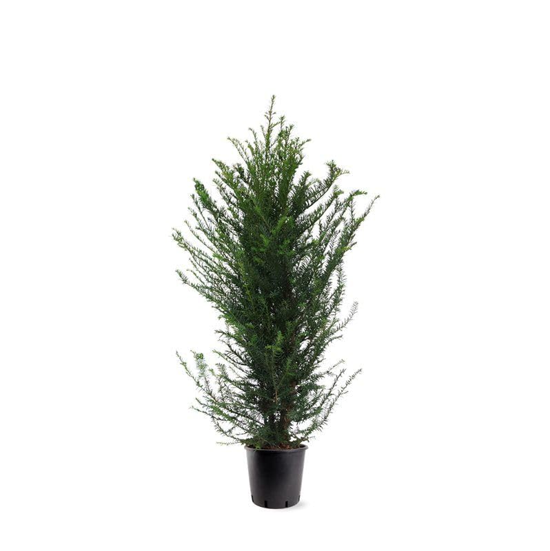 Eibe Taxus baccata Hecke 100-140 cm – Immergrüne Heckenpflanze | Pflegeleicht, Schnittverträglich & Blickdicht – Ideal als Sichtschutz