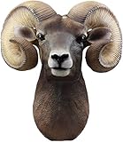 Ebros Wildlife Rustic Rocky Mountains Bighorn Sheep Ram Trophy Taxidermy Wall Decor Sculpture Hanging Plaque Hunters Cabin Lodge Country Farmhouse Nature Figurine 15'H