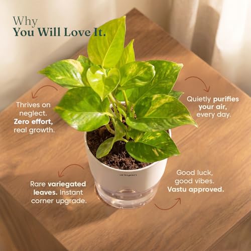 Image of Kyari Good Luck Money Variegated Live Plant with Black Self Watering Pot 4 Inch - Money Plant Indoor Live Plant with Pot for Home, Living Room - Lucky Vastu Air Purifying Plant
