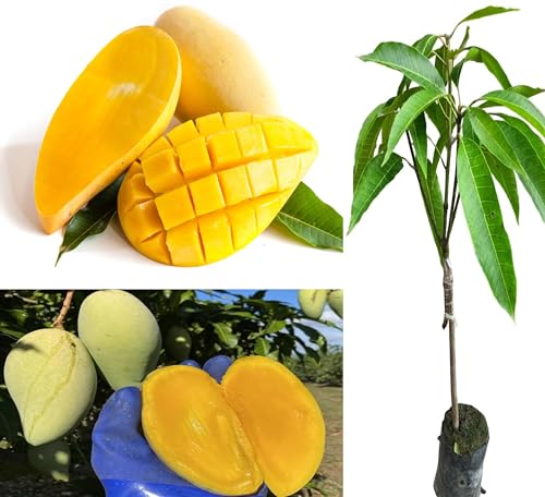 Image of Rare Thailand Nam Dok Mai Si Thong Golden Mango Plant Juicy Fruit After 2-3 Years Height 2-3 Feets PB 30
